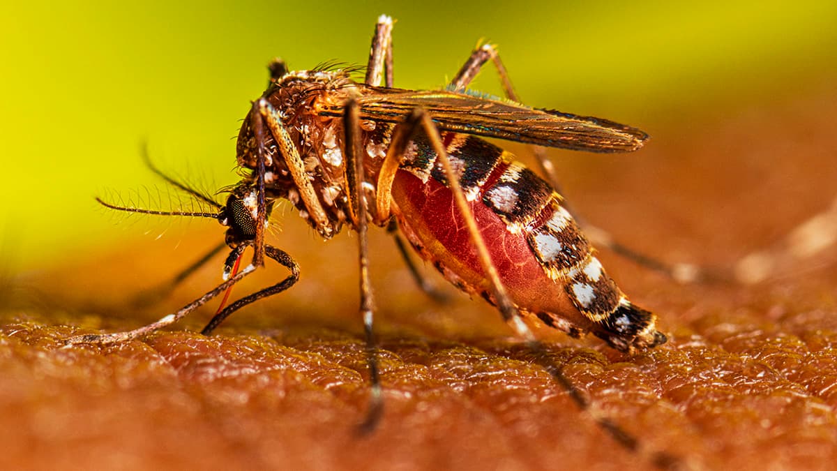 Dengue Active Case in Gwalior : डेंगू का कहर जारी.. आज इतने नए मरीजों की हुई पुष्टि, अब तक 4 लोगों ने तोड़ा दम
