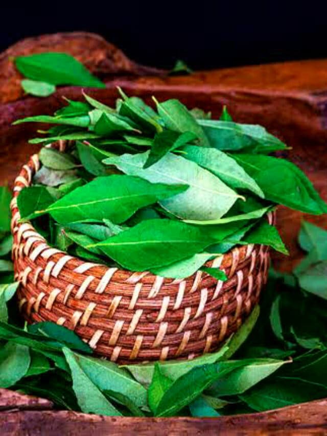 Curry Leaves Benefits: करी पत्ते के ये फायदे नहीं जानते होंगे आप