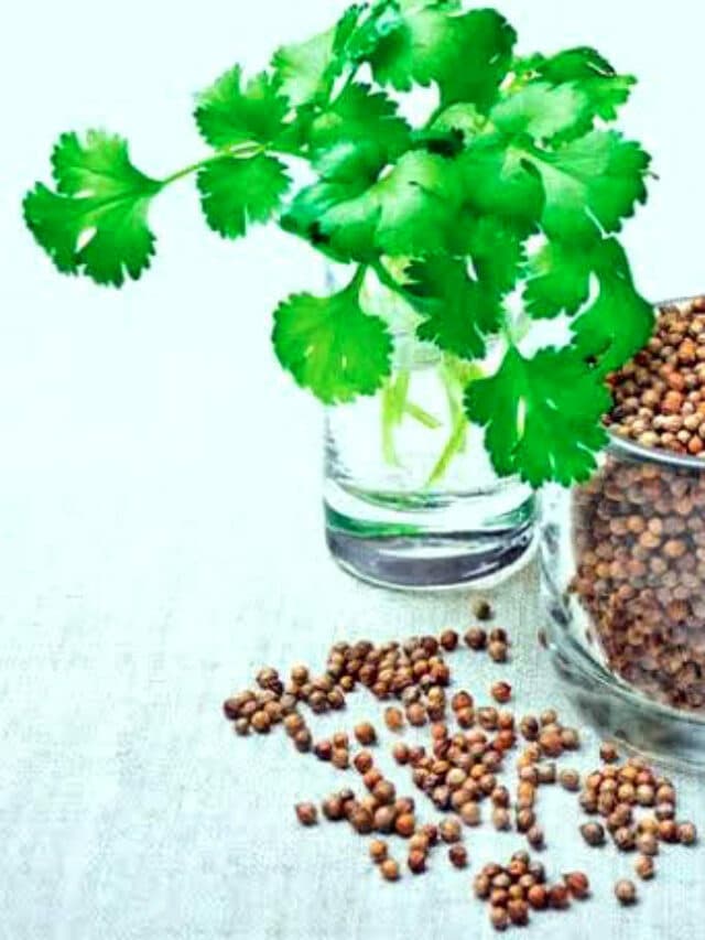 How To Store Coriander Leaves: धनिया पत्ती को लंबे समय तक कैसे फ्रेश रखें