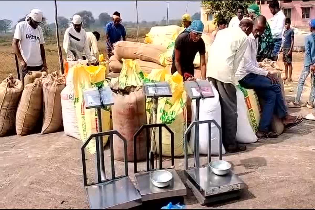Dhan Kharidi In CG 2024-25: प्रदेश में अब तक रिकार्ड 149 लाख मीट्रिक टन से अधिक धान की हुई खरीदी, किसानों को 31 हजार 089 करोड़ रूपए का भुगतान