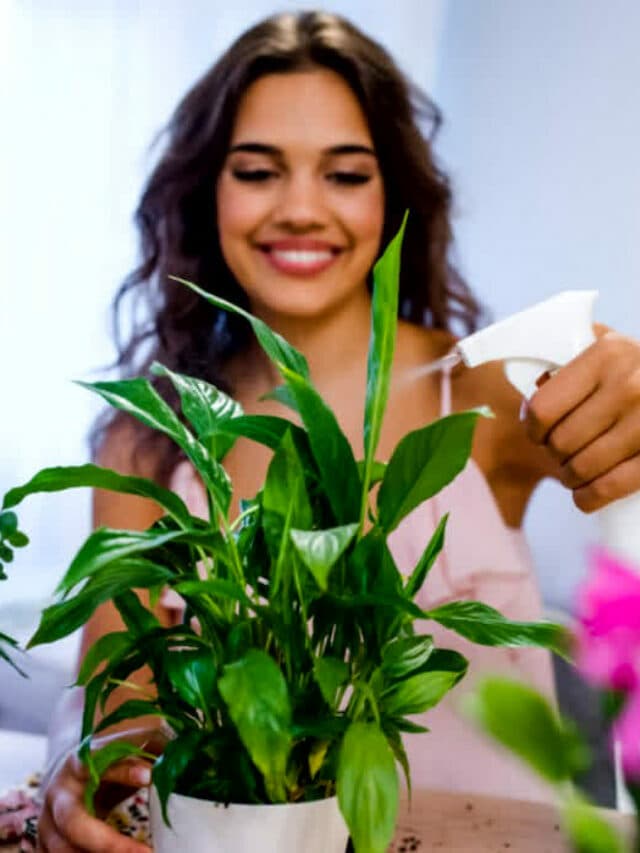 Vastu Plants: घर में वास्तु शास्त्र के अनुसार जरूर लगाएं ये पौधे