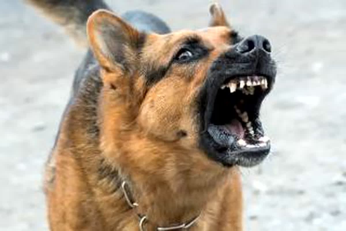 Terror Of Dog: नहीं थम रहा आवारा कुत्तों का आतंक, घर के बाहर खेल रही मासूम पर किया हमला, हालत गंभीर