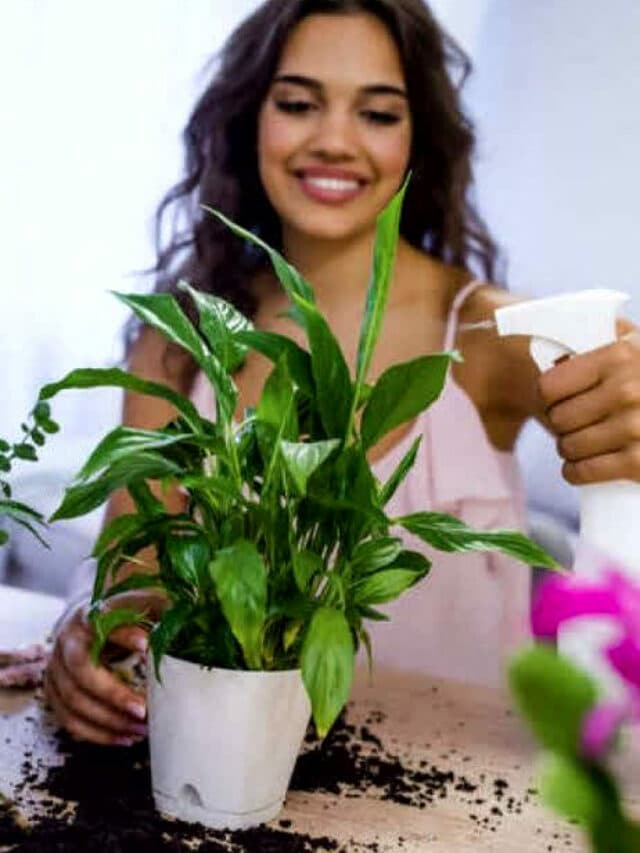 Vastu Plants: घर में सुख-शांति और समृद्धि लेकर आते हैं ये पौधा