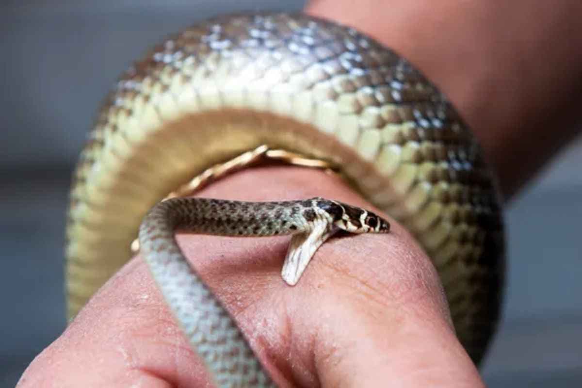 Sagar Snake Bite: अंधविश्वास की बलि चढ़ी 11 साल की मासूम, सांप काटने पर तांत्रिक के चक्कर लगाते रहे परिजन, अस्पताल पहुंचते ही नाबालिग की हुई मौत