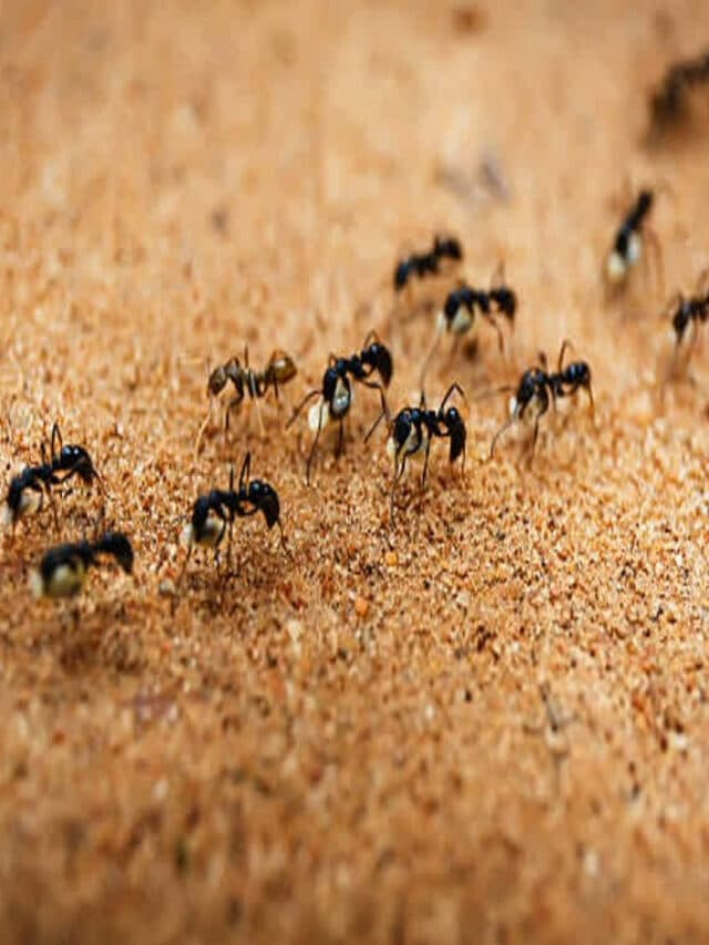 Kali Chiti Ka Anda Lekar Aana: घर में काली चींटी का अंडे लेकर आना देता है ये शुभ संकेत