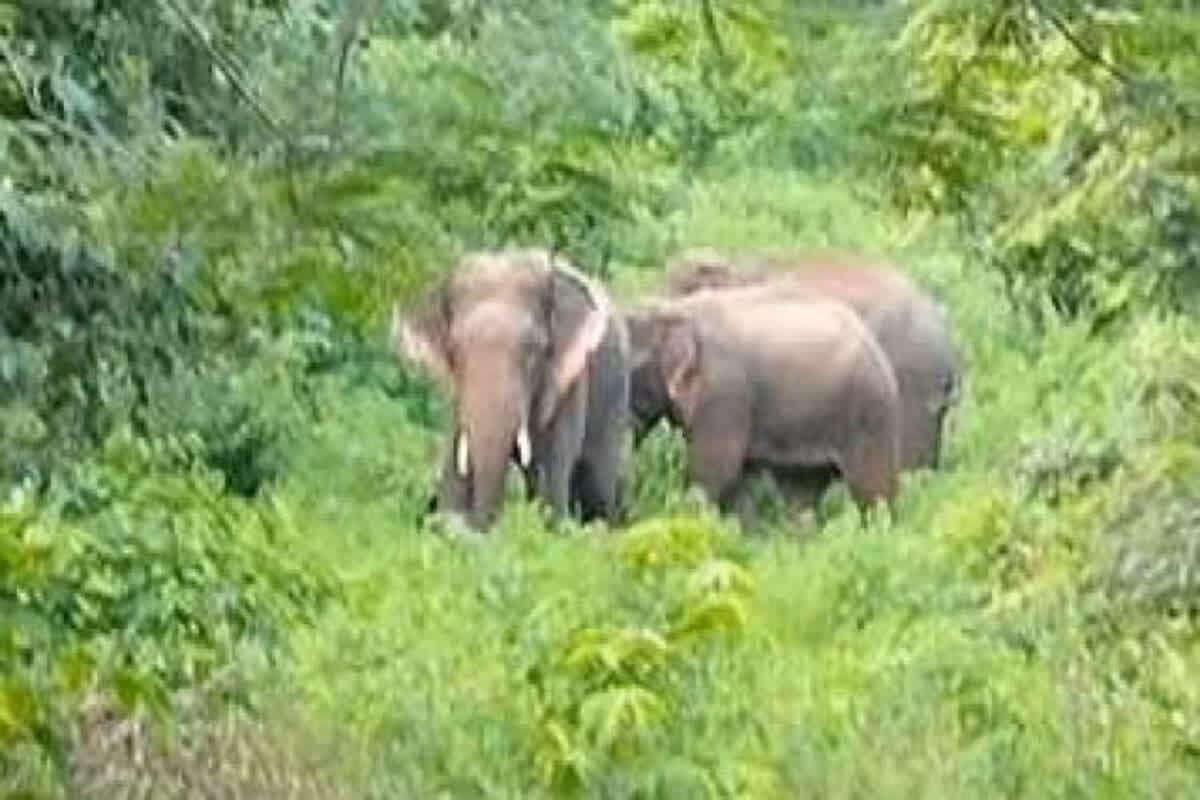 Terror Of Elephants: यहां जंगली हाथियों ने मचाया आतंक, हाथी के हमले से बुजुर्ग की मौत, ग्रामीणों में फैली दहशत