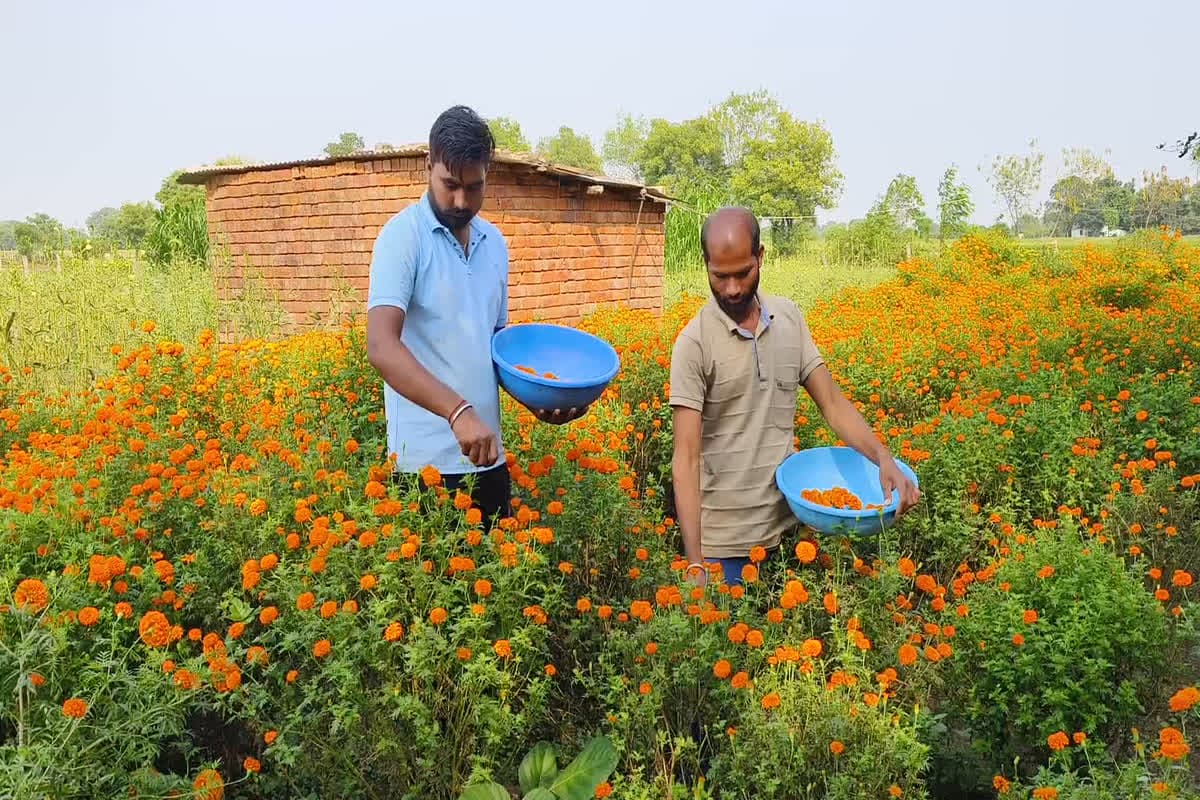 Marigold Flower Cultivation: इस फूल की खेती से किसानों को मिल रहा खूब लाभ.. दीपावली पर होती है मोटी कमाई