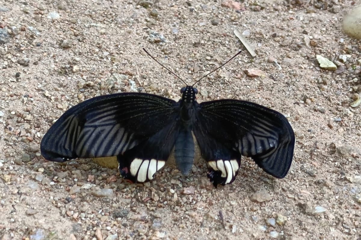 Butterfly Meet 2024 : बारनवापारा अभ्यारण्य में बटरफ्लाई मीट 21 अक्टूबर से, तितलियों को जानने और पहचानने का मिलेगा मौका, कई विषय विशेषज्ञ होंगे शामिल