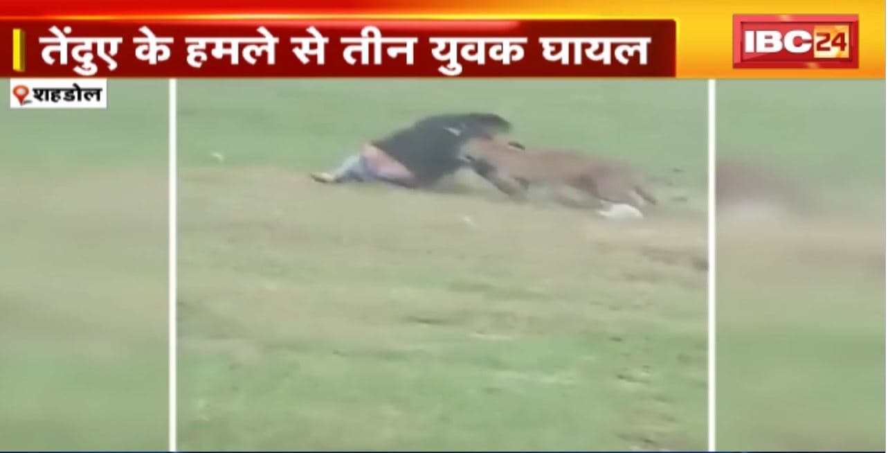 Shahdol Leopard Attack Video : जब तेंदुए ने सुनी पुकार! पिकनिक मनाने गए युवकों पर तेंदुए ने किया था हमला। हमले का Video हो रहा वायरल