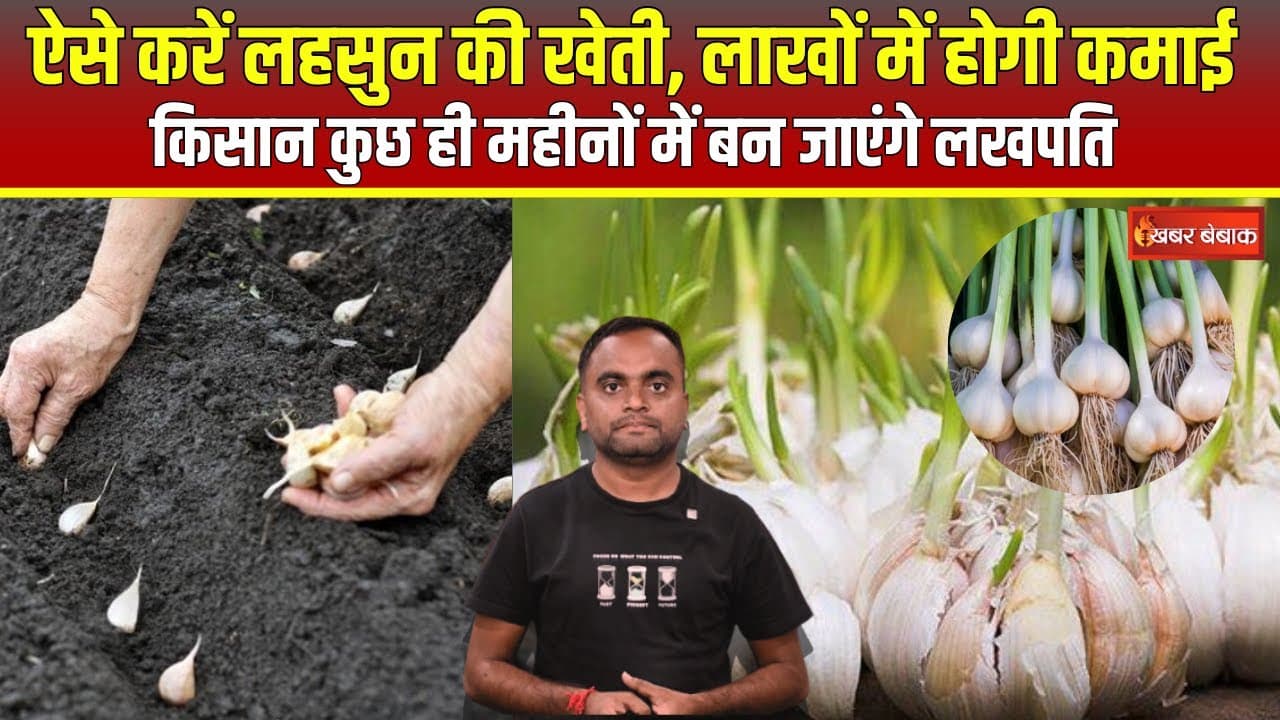 Garlic Farming: ऐसे करें लहसुन की खेती | लाखों में होगी कमाई…#GarlicCultivation #GarlicFarming
