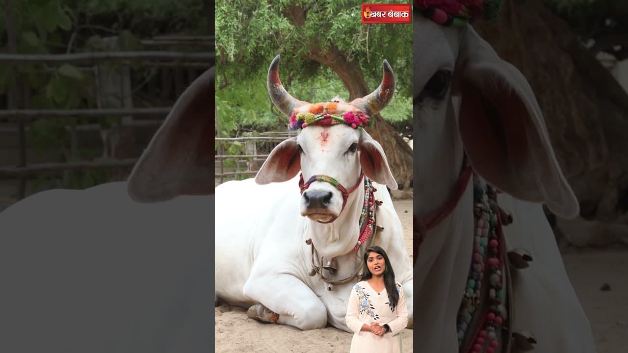 Chhattisgarh में Diwali के तीसरे दिन फोड़ा जाता है कद्दू, चलिए आपको आज बताते हैं क्या हैं Matar?