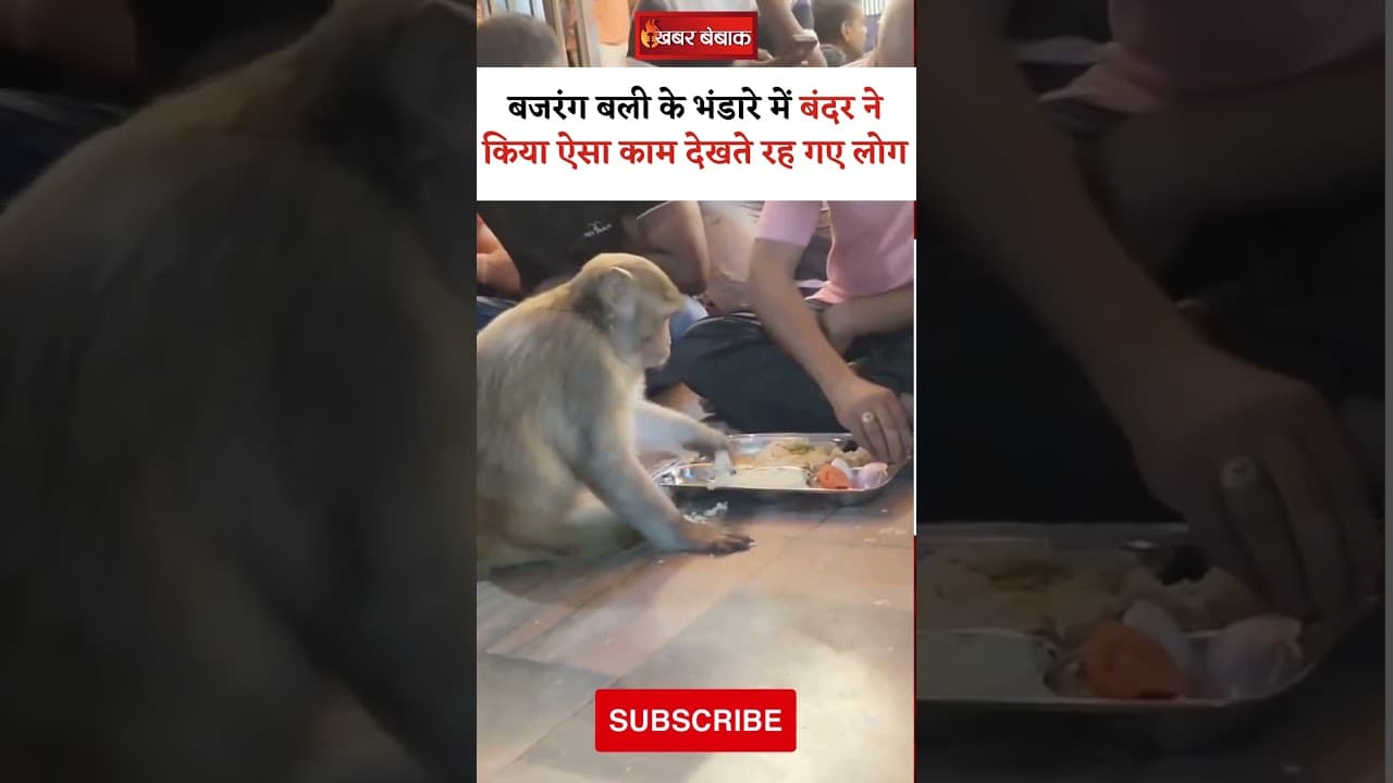 बजरंग बली के भंडारे में बंदर ने किया ऐसा काम देखते रह गए लोग | #viralvideo #ytshorts