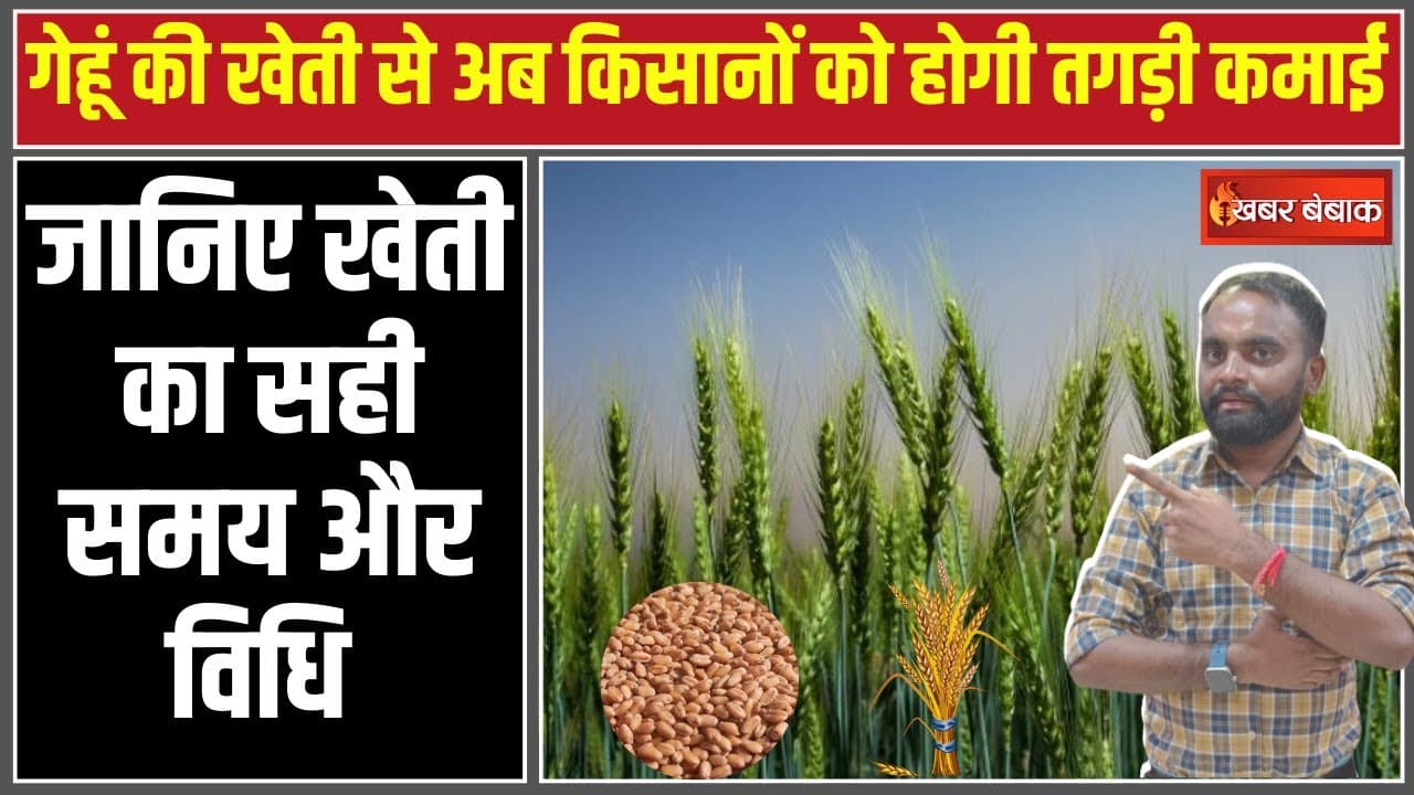 Wheat Farming: गेहूं की खेती से अब किसानों को होगी तगड़ी कमाई|जानिए खेती का सही समय और विधि…