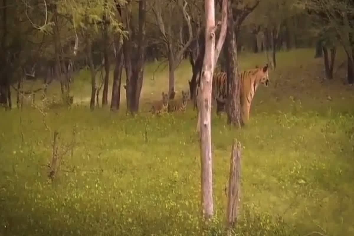 Panna Tiger Reserve Video: पन्ना टाइगर रिजर्व में फिर गूंजी किलकारी, बाघिन पी-141 ने चार शावकों को दिया जन्म, देखें वीडियो
