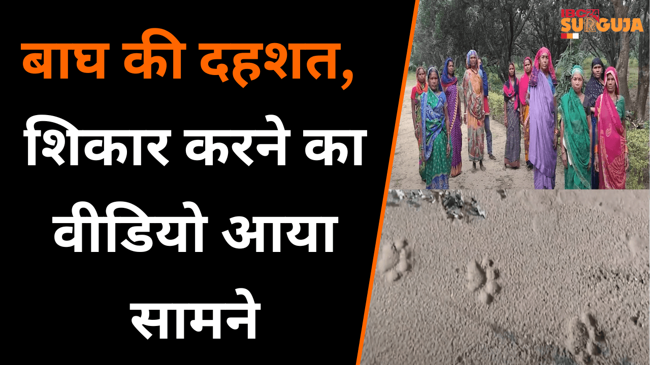Koria में बाघ की दहशत, शिकार करने का Video आया सामने ।