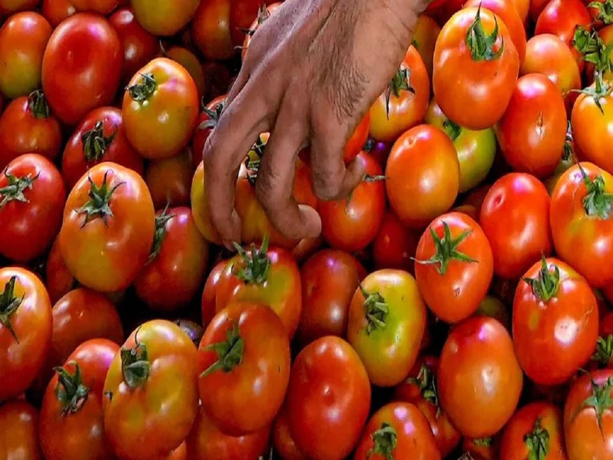 Vegetable Price Hike: त्योहारों से पहले सब्जियों ने लगाया शतक, लाल सेब से भी महंगा हुआ टमाटर, महंगाई से बिगड़ा रसोई का बजट