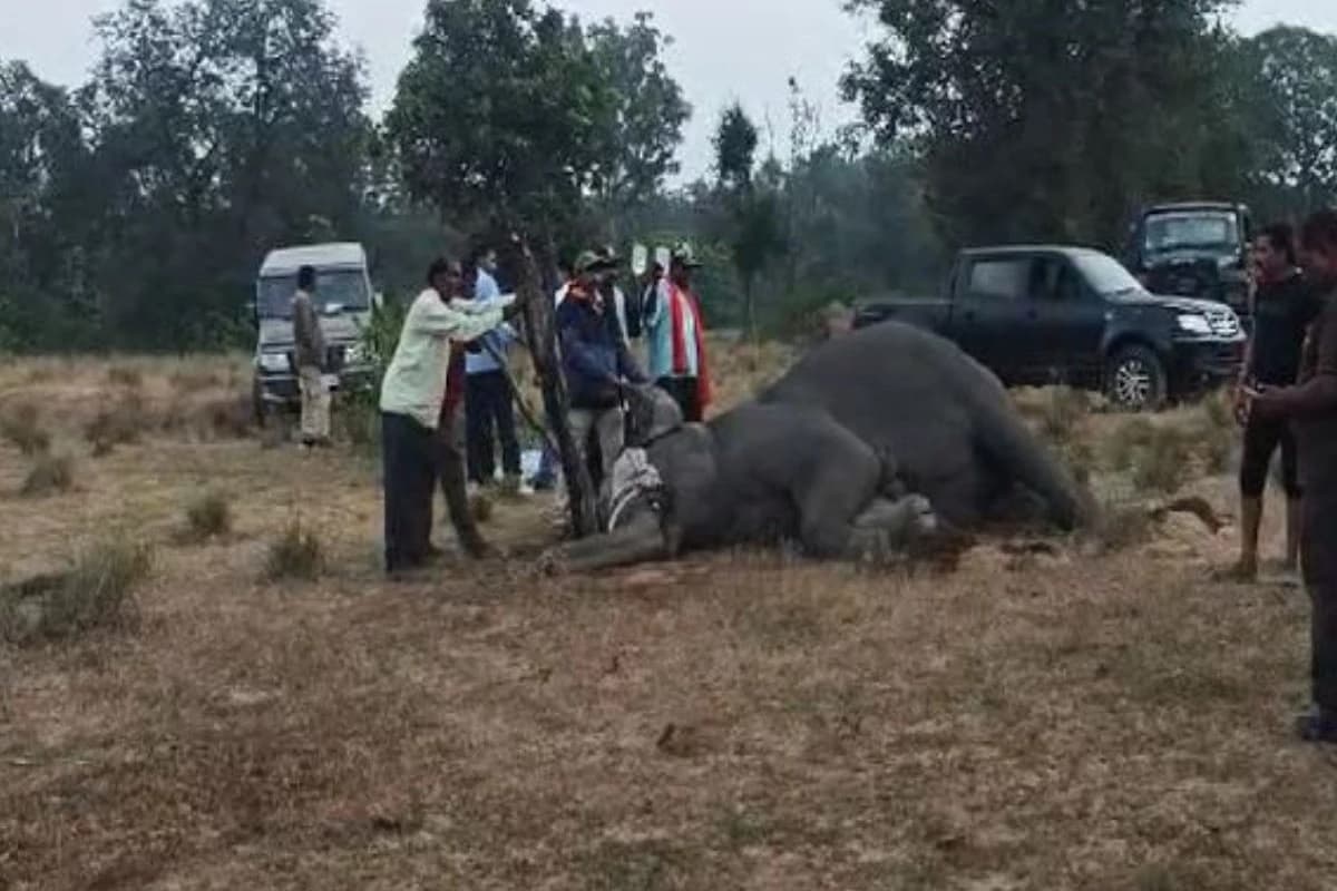 Elephant Death in MP: मध्यप्रदेश में हाथियों की मौत पर केंद्र सरकार भी सख्त, PMO ने मांगी मामले की रिपोर्ट, अभी तक नहीं हो पाया है मौतों की वजहों का खुलासा