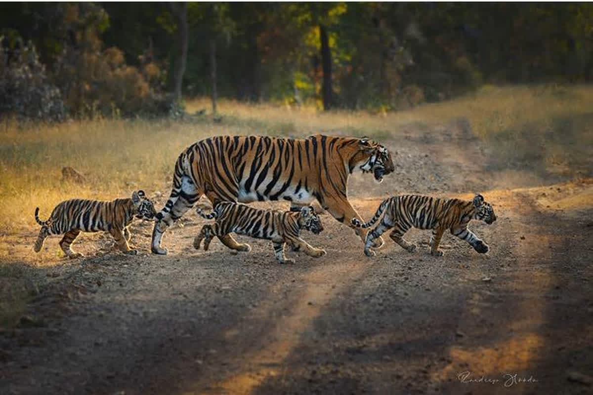 Today News and Live Updates 18 November 2024: साय सरकार ने पूरा किया वादा.. गुरु घासीदास-तमोर पिंगला बना देश का तीसरा बड़ा टाइगर रिजर्व, अधिसूचना जारी