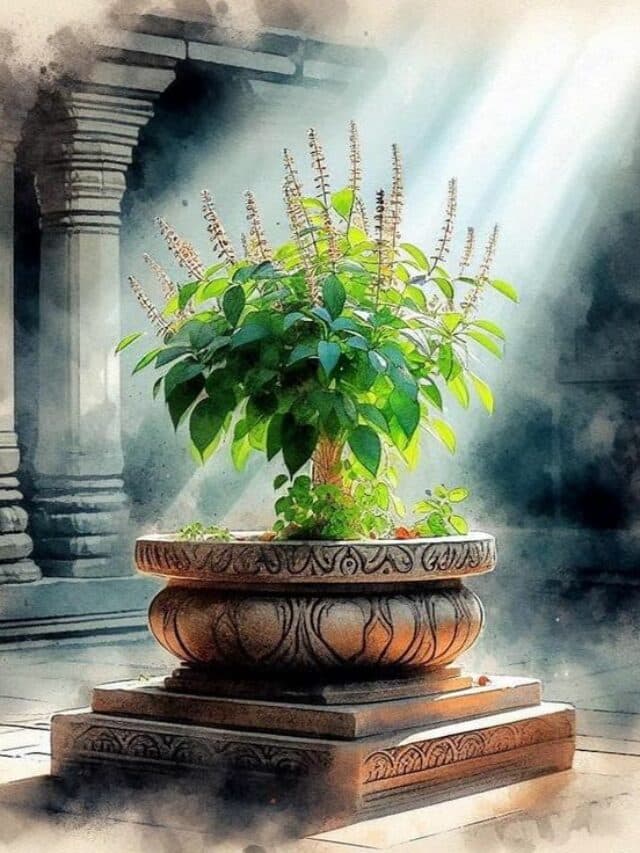 Vastu Tips for Tulsi Plant: वास्तु के अनुसार क्या घर में एक से ज्यादा तुलसी लगाना शुभ होता है या अशुभ? जानें