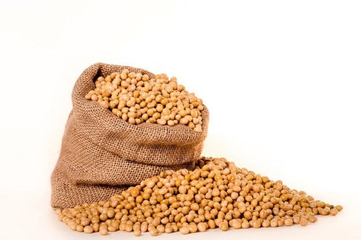 Soybean Ke Fayde: प्रोटीन से भरा रहेगा आपका शरीर, बुढ़ापा हो जाएगा कोसों दूर, बस कर ले ये छोटे से चीज का सेवन