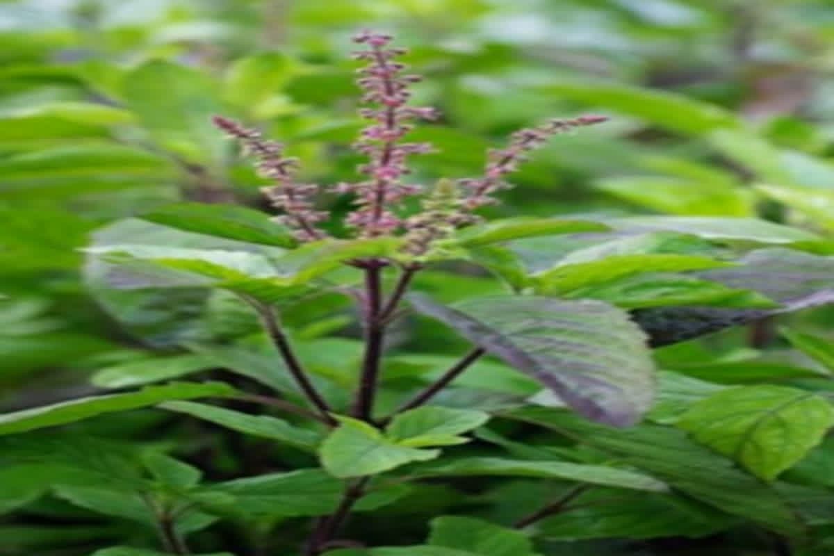 Tulsi Patta Khane ke Fayde: रोजाना तुलसी पत्ता खाने से मिलते हैं गजब के फायदे, शरीर की इन परेशानियों से मिलता है छुटकारा