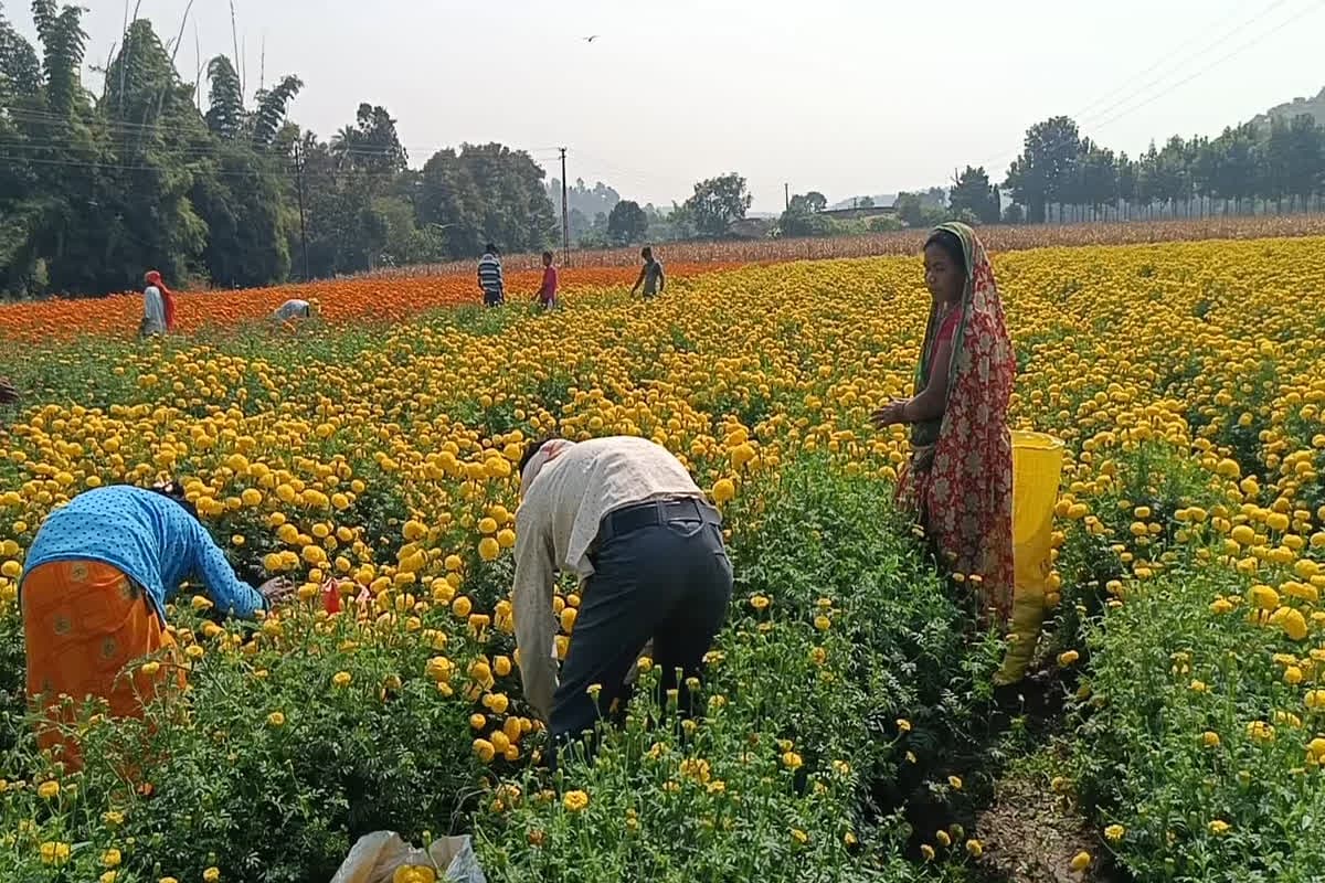 Flower Farming In Seoni: इस फूल की खेती कर लाखों रुपए कमा रहे किसान, कम लागत में आप भी हो सकते हैं मालामाल, जानें तकनीक
