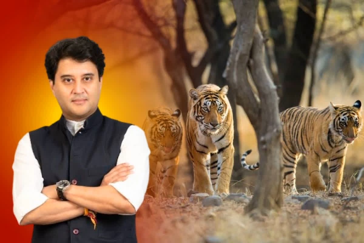 Madhav national park: माधव राष्ट्रीय उद्यान को जल्द ही ‘टाइगर रिजर्व’ का दर्जा.. केंद्रीय मंत्री सिंधिया की मेहनत लाई रंग.. कुछ ही दिनों में नोटिफिकेशन