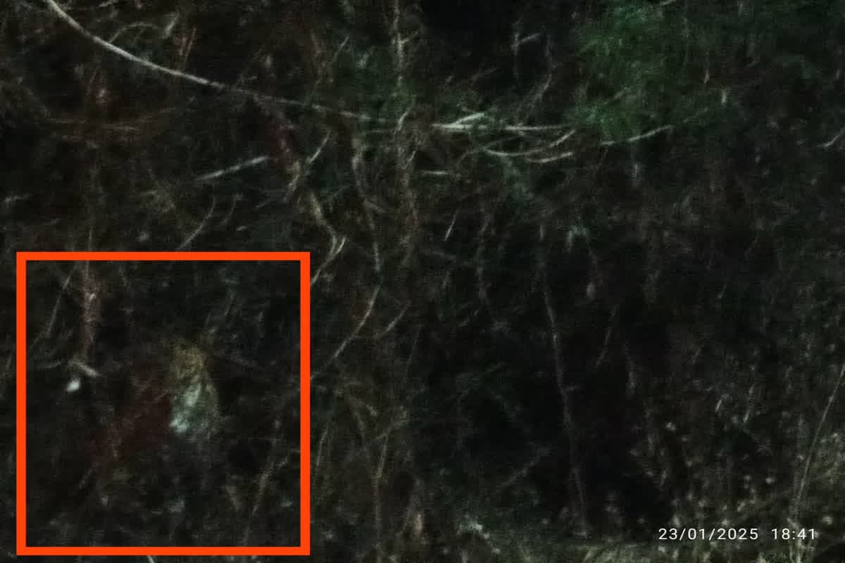 leopard seen in guna : NFL कैंपस में तेंदुआ दिखने से मचा हड़कंप, विभाग ने लगाया पिंजरा, आप भूलकर न जाए इस इलाके की ओर