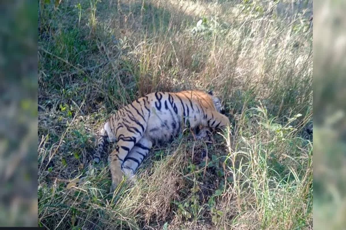 Death Of Tiger : अचानकमार टाइगर रिजर्व में मादा बाघ की मौत, दो दिन तक वन अधिकारियों को नहीं थी खबर, सामने आई बड़ी लापरवाही