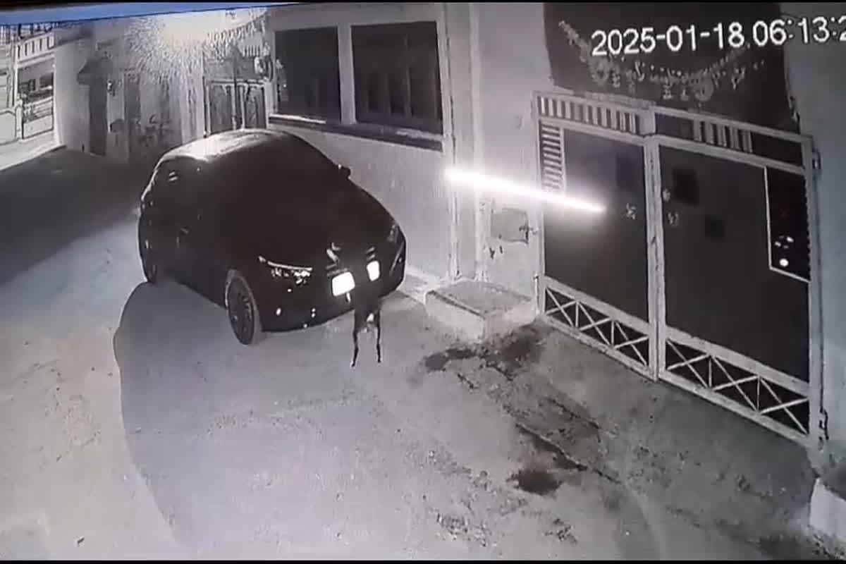 Dog fight in Sagar : गाड़ी ने मारी टक्कर तो आगबबूला हुआ कुत्ता! पहुंच गया वाहन मालिक के घर, ऐसे लिया बदला