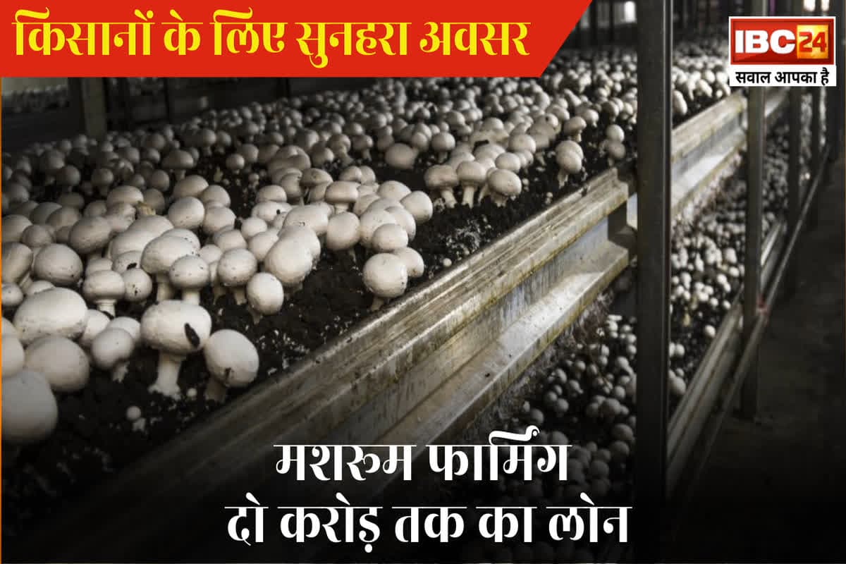 Loan For Mushroom Farming: बजट 2025 के बाद किसानों की हो गई बल्ले-बल्ले, मशरूम फार्मिंग के लिए दो करोड़ रुपए तक का लोन, ब्याज में भी मिलेगी छूट