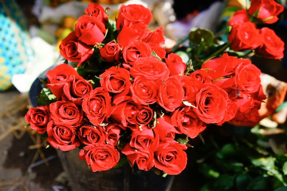 Happy Rose Day 2025 Wishes: ‘गुलाब की खुशबू, प्यार की मिठास.. चुनी है ये कली, सिर्फ तेरे लिए खास..’, रोज डे पर पार्टनर को भेजें ये खास संदेश