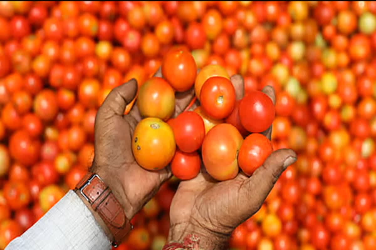 Tomato Capital Jashpur : टमाटर की राजधानी के नाम से विख्यात हैं ये जगह, टोमेटो की रेट सुनकर आप भी रह जाएंगे हैरान