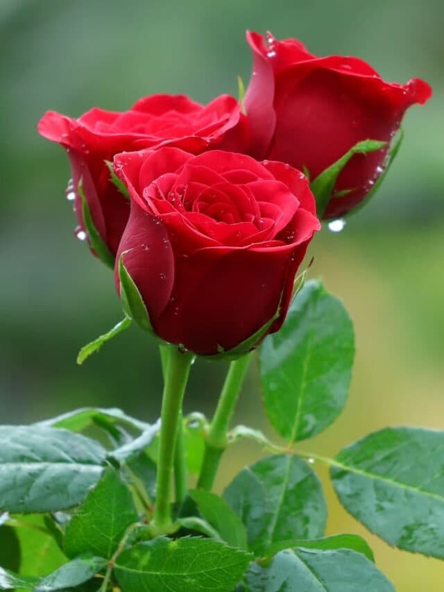 Rose Day 2025 Messages: Rose Day पर अपने प्यार को इस अंदाज में भेजें हिंदी Wishes और Messages