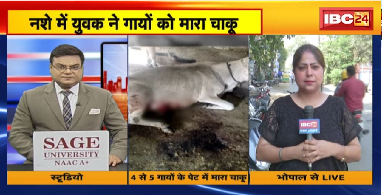 Bhopal Crime News : नशे में युवक ने 4 से 5 गायों को मारा चाकू। हमले में 1 गाय की मौत। पिपलानी के चांदबाड़ी इलाके की घटना
