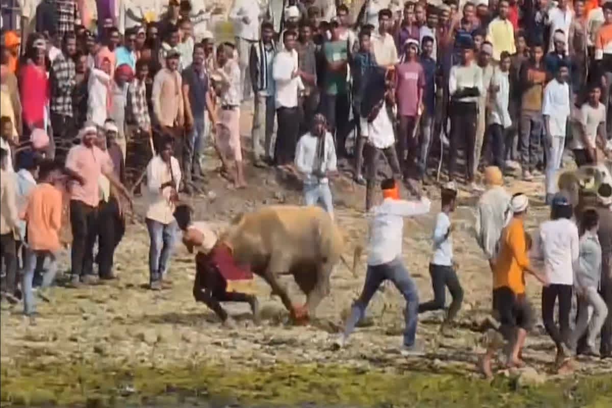 Bull Fight Live Video : गांव में बुल फाइट कराना पड़ गया भारी, बेकाबू पाड़ों ने लोगों को रौंदते हुए सींगों से उठाकर पटका, सामने आया खौफनाक वीडियो