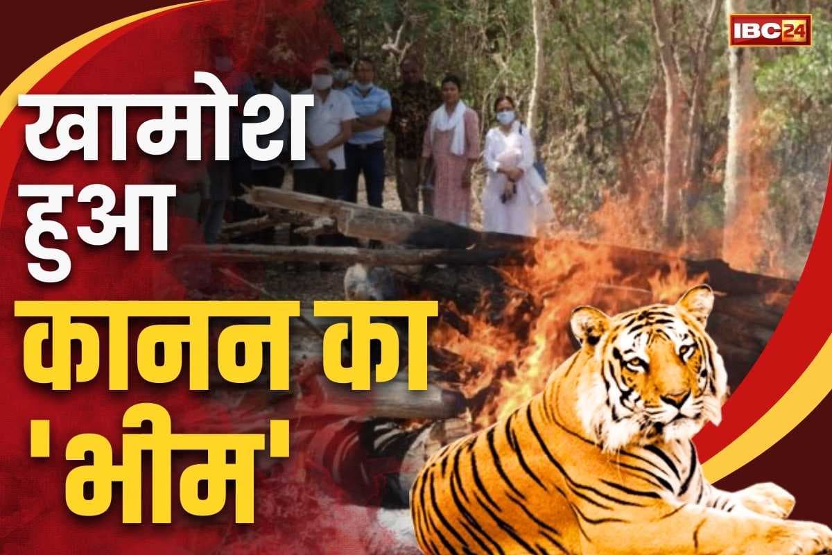 Kanan Pendari Bilaspur News: कानन पेंडारी में नहीं सुनाई देगी ‘भीम’ की दहाड़.. बीमार शेर ने तोड़ा दम, अफसरों की मौजूदगी में अंतिम संस्कार