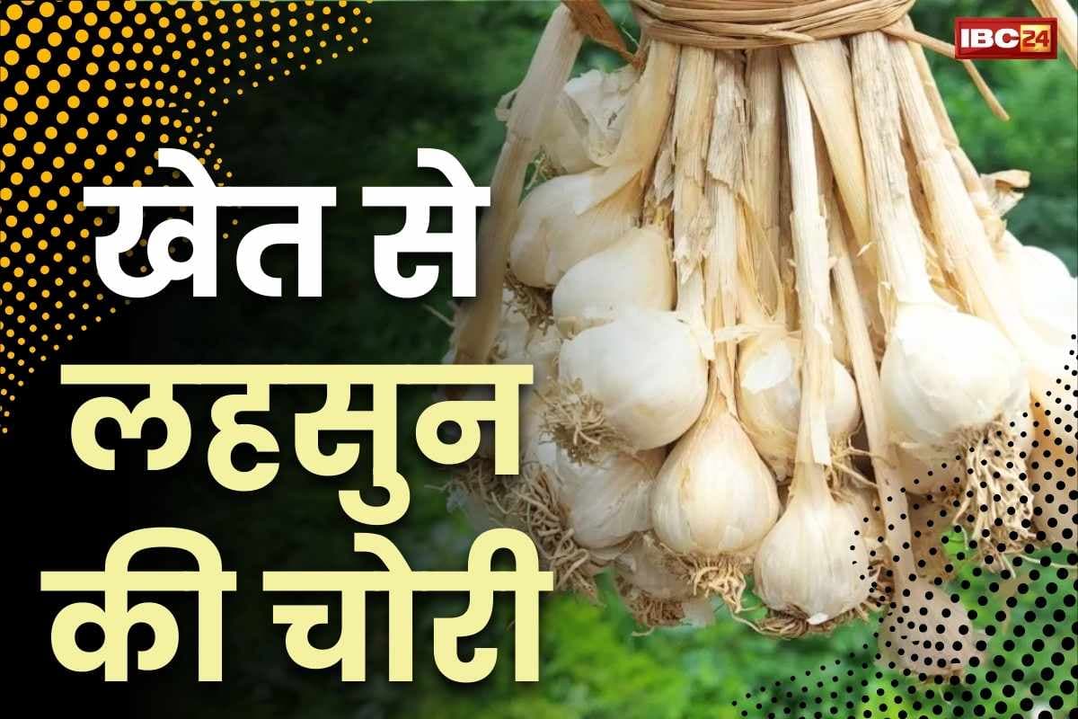 Neemuch Garlic Chori: खेत से लहसुन खोदकर उड़ा ले गए शातिर चोर.. पिकअप लेकर ले आये थे, लगाई 2 लाख रुपये की चपत..
