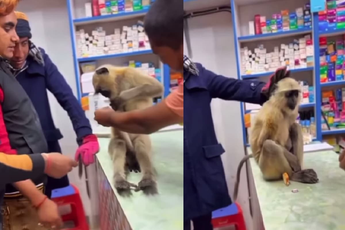 Monkey Viral Video: चोट लगी तो खुद मेडिकल पहुंच गया बंदर, करवाने लगा अपना इलाज, अब सोशल मीडिया पर वायरल हुआ वीडियो