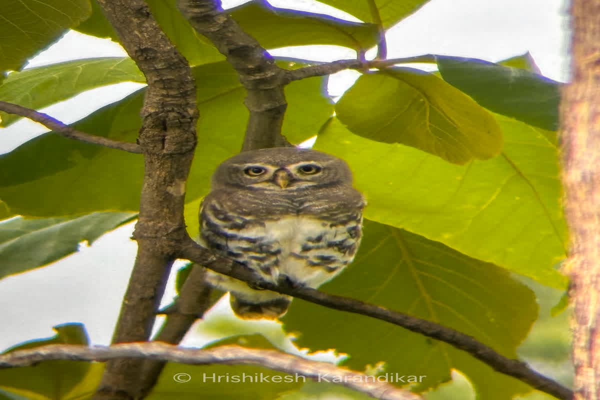 Jungli Ullu Videos : 2 साल बाद जंगल में दिखा दुर्लभ उल्लुओं की ये प्रजातियां, 1884 से ही देश में विलुप्तप्राय सूची में, देखें तस्वीरें