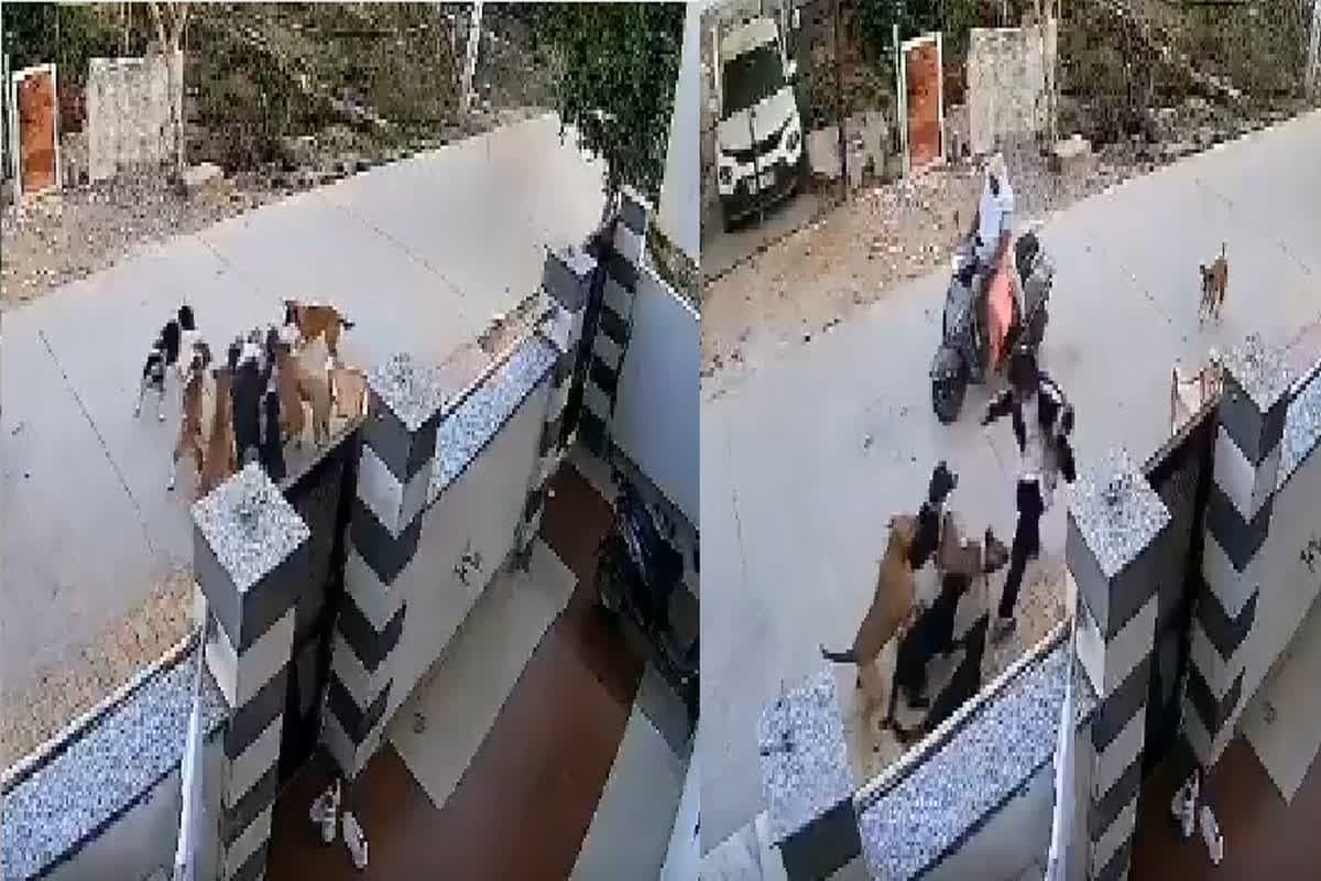 Dogs Attacked On Student: सड़क पर जा रही छात्रा पर आवारा कुत्तों ने किया हमला, खौफनाक मंजर CCTV में हुआ कैद, आप भी देखें वायरल वीडियो