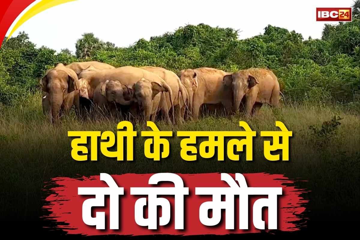 Elephant attack in Chhattisgarh: हाथी ने दो ग्रामीणों को कुचलकर मारा.. महुआ बीनने गए थे जंगल, नहीं मिला भागने का मौक़ा