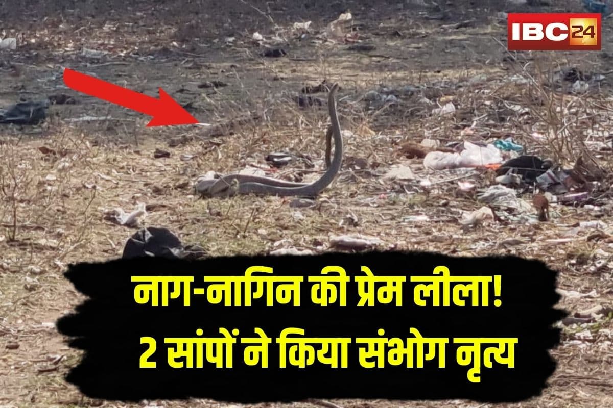 Naag Nagin Love Video Viral: नाग-नागिन की प्रेम लीला! 2 सांपों ने किया संभोग नृत्य, इंटरनेट पर मचा हड़कंप, देखें वायरल वीडियो