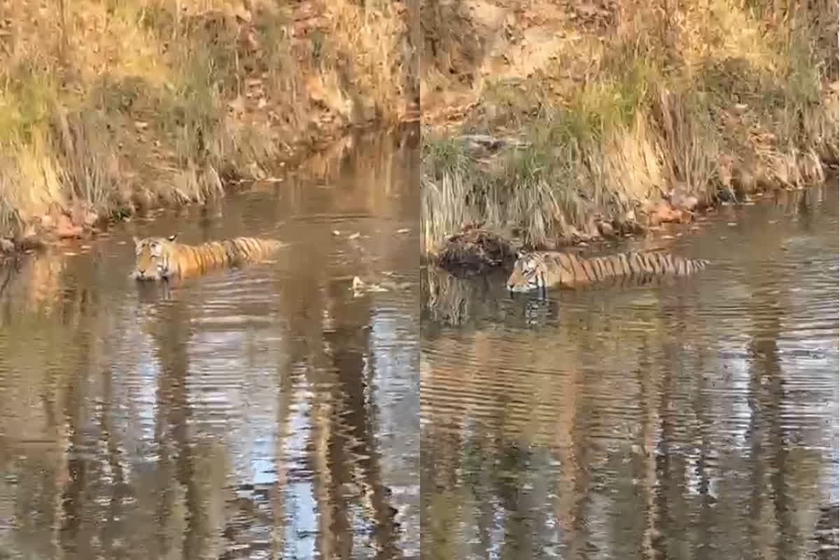 Kanha National Park Tiger Video: चिलचिलाती गर्मी से बेहाल हुआ बाघ, करने लगा ऐसी हरकत, कैमरे में कैद हुआ मनमोहक नजारा