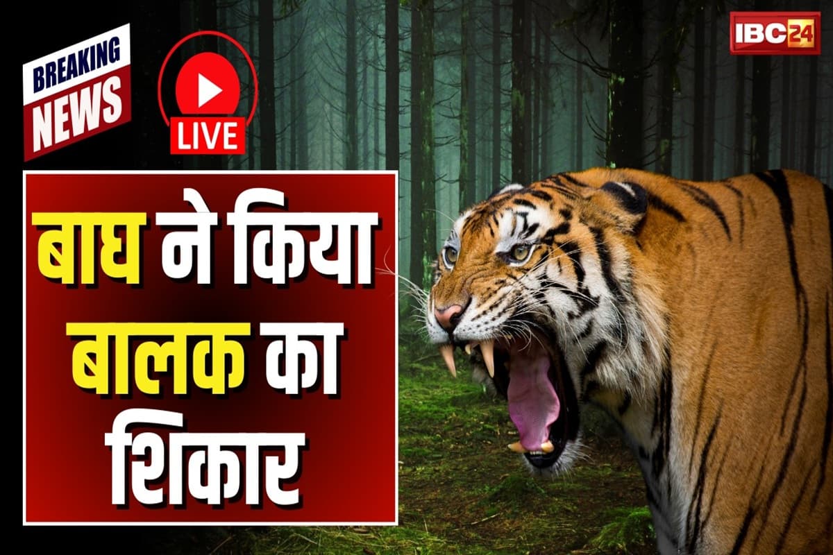 Tiger Attack in Umaria: महुआ बीनने गया था 14 साल का बालक, झाड़ियों में छिपे बाघ ने किया हमला, खून से लथपथ मिला शव