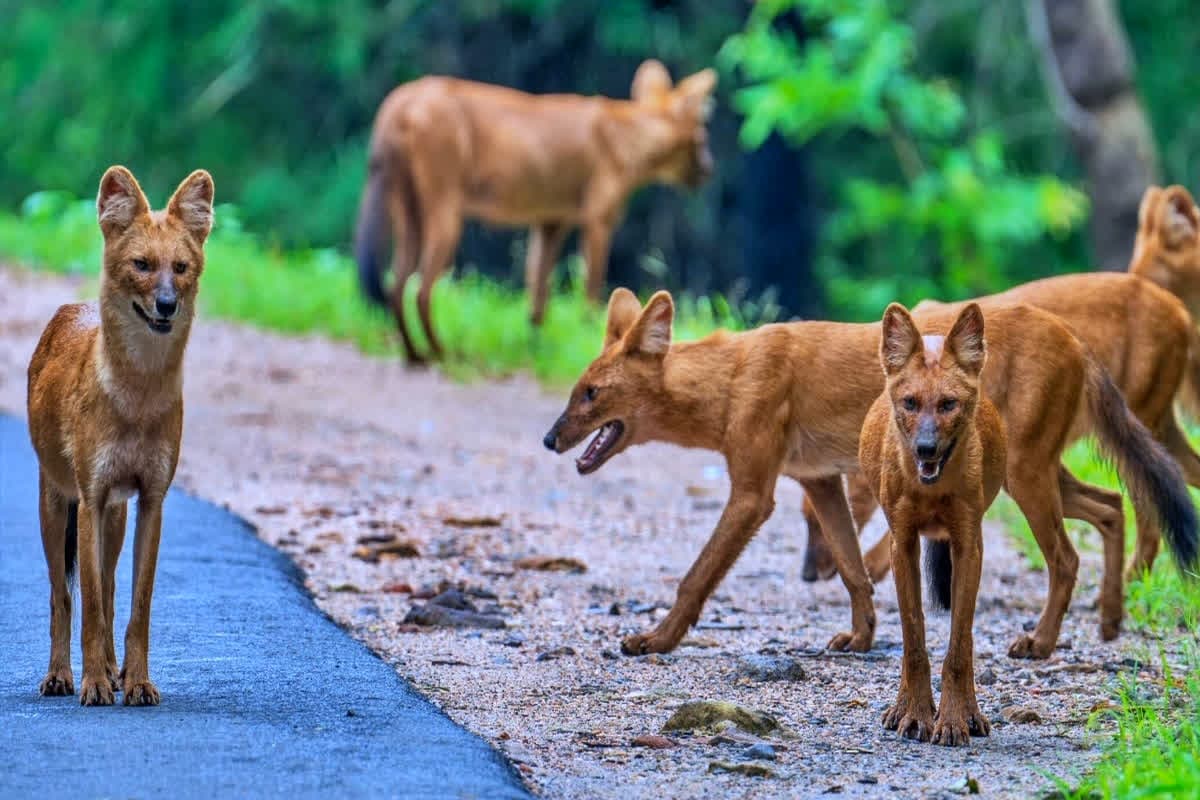 Bandhavgarh Tiger Reserve: बांधवगढ़ टाइगर रिजर्व में दिखा दुर्लभ वन्य-प्राणी का झुंड.. भौंकने के बजाय निकालते हैं ऐसी आवाज, सुनकर चौंक जाएंगे आप