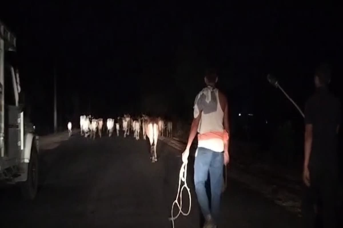 Balrampur Cow Smuggling: रात के अंधेरे में पशु तस्करी! 50 से ज्यादा मवेशी बरामद, पुलिस ने नेटवर्क का ऐसे किया पर्दाफाश