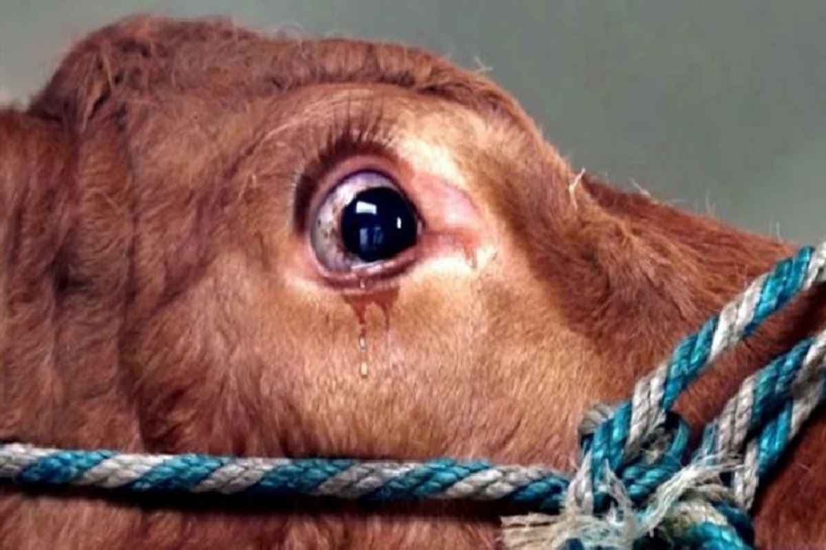 Damoh Crime News: गौवंश की बर्बरता से हत्या.. अज्ञात आरोपियों ने बेदर्दी से ली जान, जांच में जुटी पुलिस
