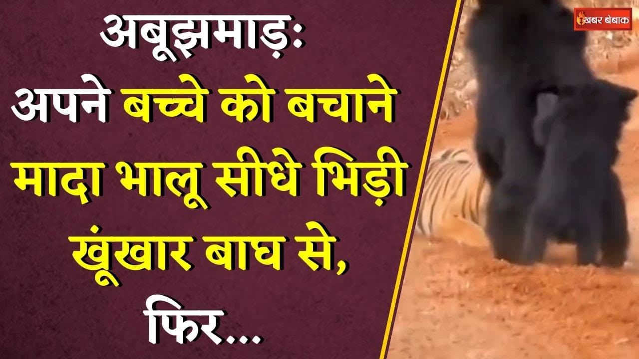 Abujhmadh: अपने बच्चे को बचाने मादा भालू सीधे भिड़ी खूंखार बाघ से, फिर… | CG News | CG Viral Video