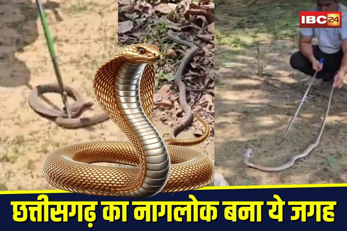 Jashpur Snakebite Case: छत्तीसगढ़ का नागलोक बना ये जगह… जहां सांपों के डसने से 14 मौतें, अब बनेगा स्नैक पार्क, जानकर रह जाएंगे हैरान